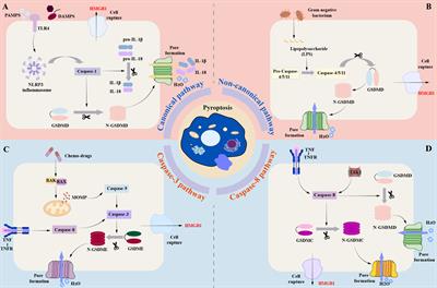 Role of pyroptosis in diabetic cardiomyopathy: an updated review